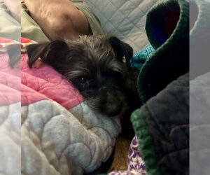Sabbath Oct 26 in foster care in Lexington SC - Male Mutt Dog for Adoption - Photo #3