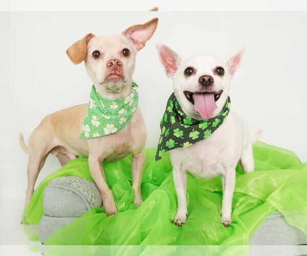 Medium Photo #9 Chihuahua-Unknown Mix Puppy For Sale in phoenix, AZ, USA