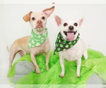 Small #8 Chihuahua Mix