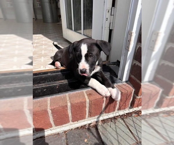 Medium Photo #3 Border Collie Puppy For Sale in Minneapolis, MN, USA