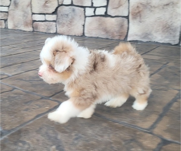 Medium Photo #5 Pom-A-Poo Puppy For Sale in ORRVILLE, OH, USA