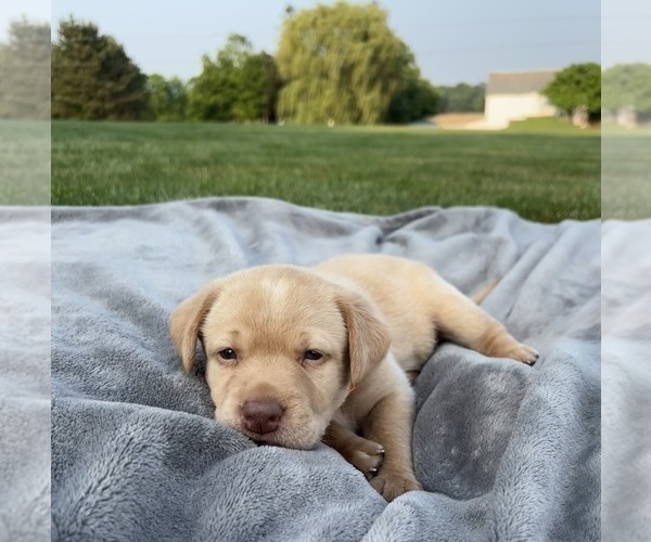 Medium Photo #11 Labrador Retriever Puppy For Sale in FREDERICKSBG, OH, USA