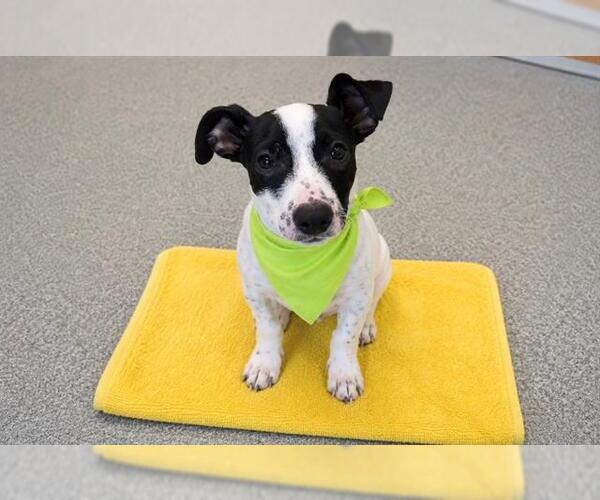 Medium Photo #1 Cardigan Welsh Corgi-Labrador Retriever Mix Puppy For Sale in Orange, CA, USA