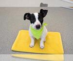 Small Cardigan Welsh Corgi-Labrador Retriever Mix