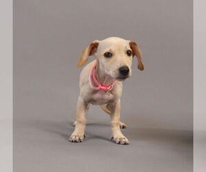 Jack Chi Dogs for adoption in Princeton, MN, USA