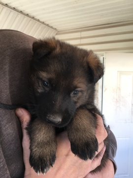 Medium Photo #58 German Shepherd Dog Puppy For Sale in BROOKEVILLE, MD, USA