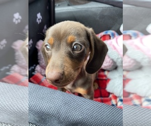 Dachshund Puppy for sale in COUNTRY LAKES, FL, USA