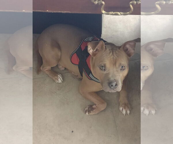 Medium Photo #3 American Staffordshire Terrier-Unknown Mix Puppy For Sale in Oakhurst, NJ, USA