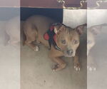 Small #2 American Staffordshire Terrier Mix