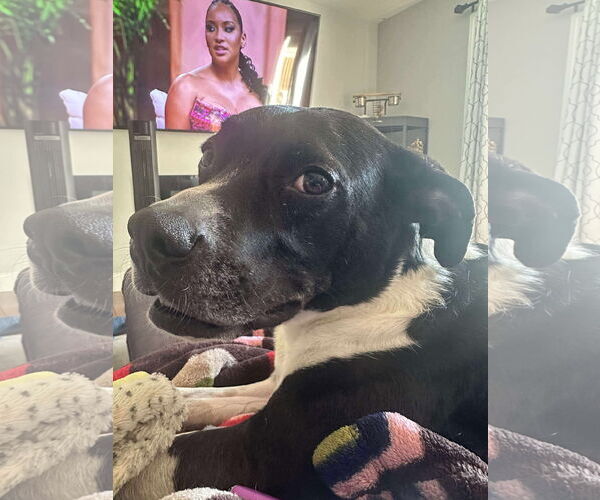 Medium Photo #14 Mutt Puppy For Sale in Derwood, MD, USA