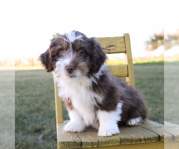 Medium Photo #2 Aussie-Poo Puppy For Sale in ARTHUR, IL, USA