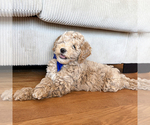 Small Goldendoodle (Miniature)