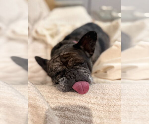 Medium Photo #6 French Bulldog-Unknown Mix Puppy For Sale in Lake Forest, CA, USA