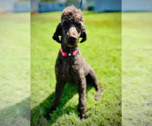 Poodle (Standard) Dogs for adoption in Pacolet, SC, USA
