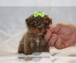 Small #11 ShihPoo