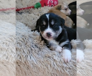 Labrador Retriever-Siberian Husky Mix Puppy for sale in STOUGHTON, MA, USA
