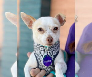 Chihuahua Dogs for adoption in Pittsburg, CA, USA