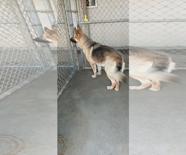 Medium Photo #2 German Shepherd Dog Puppy For Sale in Montgomery, AL, USA