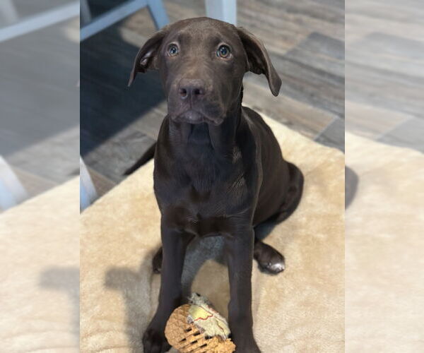 Medium Photo #2 Labrador Retriever-Mountain Cur Mix Puppy For Sale in Boston, MA, USA