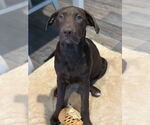 Small #1 Labrador Retriever-Mountain Cur Mix