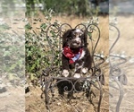 Small Photo #10 Aussiedoodle Miniature  Puppy For Sale in OROFINO, ID, USA