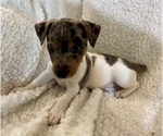 Small #18 Jack Russell Terrier
