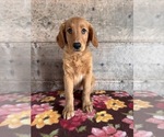 Small #21 Golden Retriever