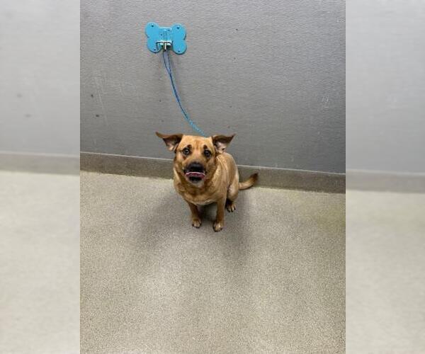 Medium Photo #1 Labrador Retriever-Unknown Mix Puppy For Sale in Las Vegas, NV, USA