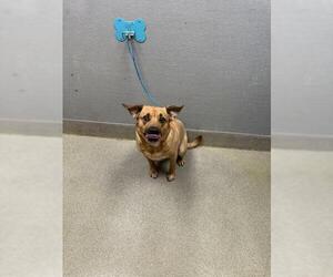 Labrador Retriever-Unknown Mix Dogs for adoption in Las Vegas, NV, USA