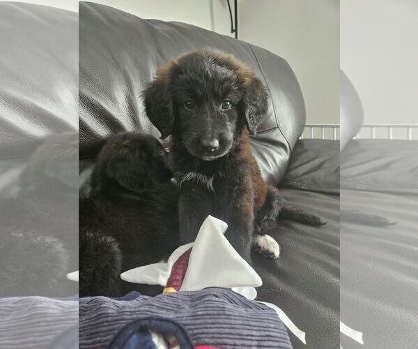 Medium Photo #1 Border Collie-Unknown Mix Puppy For Sale in Plainfield, IL, USA