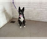 Small Australian Kelpie Mix