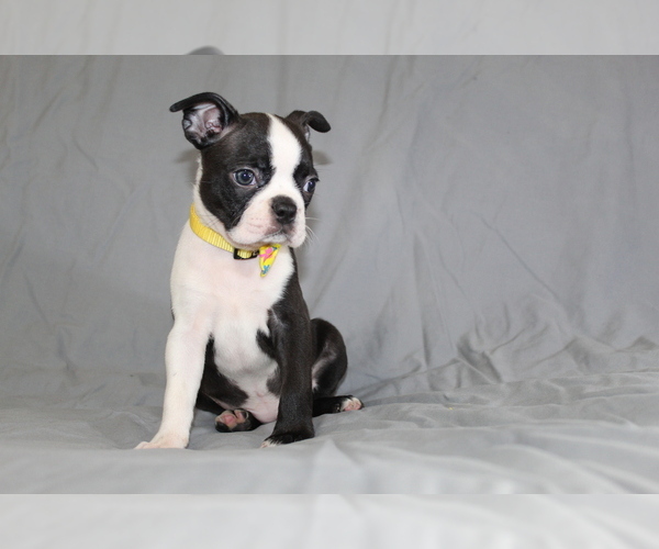 Medium Photo #5 Boston Terrier Puppy For Sale in BROOKSVILLE, FL, USA