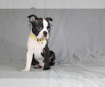 Small #4 Boston Terrier