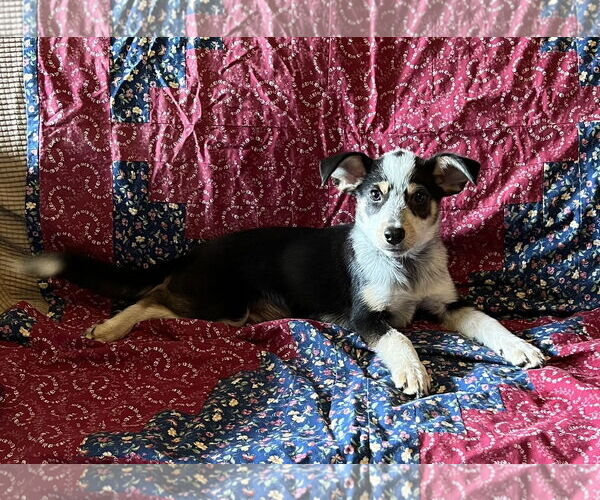 Medium Photo #2 Mutt Puppy For Sale in Rockaway, NJ, USA