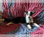 Small #1 Mutt