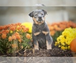 Small #4 Australian Cattle Dog