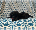 Small Photo #3 Aussiedoodle Miniature  Puppy For Sale in LAKELAND, FL, USA