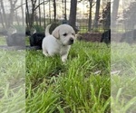 Small #8 Labrador Retriever