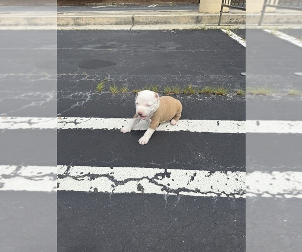 Medium Photo #4 American Bully Puppy For Sale in DECATUR, GA, USA