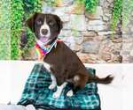 Small #6 Boykin Spaniel-English Springer Spaniel Mix