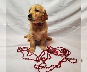 Golden Retriever Puppy for sale in ARLINGTON, TX, USA