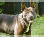 Small American Staffordshire Terrier-German Shepherd Dog Mix
