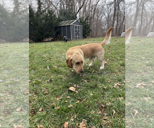 Medium Photo #4 Bassetdor Puppy For Sale in Columbus, IN, USA