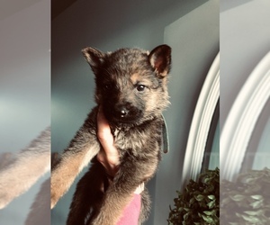 German Shepherd Dog Puppy for sale in LONDON, OH, USA