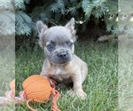 Small #2 French Bulldog