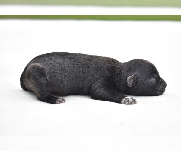 Medium Photo #3 Shih Aussie Puppy For Sale in PALM COAST, FL, USA