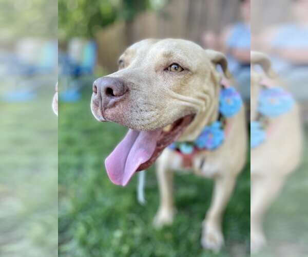 Medium Photo #14 American Pit Bull Terrier-Unknown Mix Puppy For Sale in Oakhurst, NJ, USA