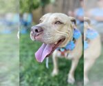 Small #13 American Pit Bull Terrier Mix