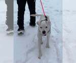 Small #1 American Pit Bull Terrier Mix