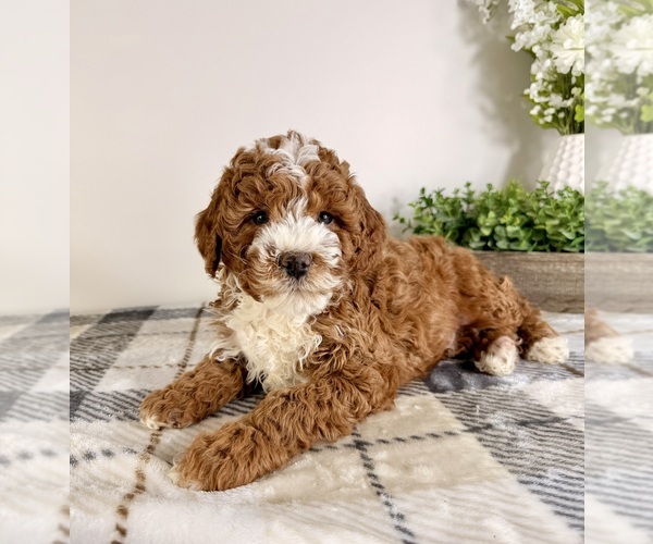 Medium Photo #4 Goldendoodle (Miniature) Puppy For Sale in GREENFIELD, IN, USA